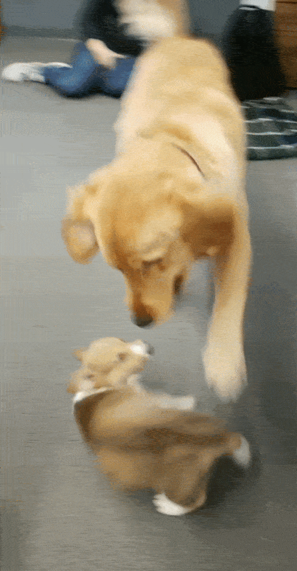 dogs playing.