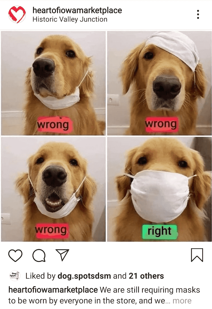 dog wearing face mask.